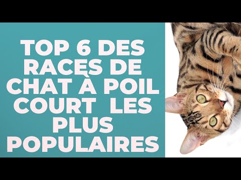 Vidéo: Races De Chats à Poil Court