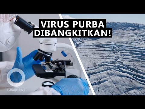 Video: Puas pithovirus sibericum cuam tshuam rau tib neeg?