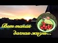 Вот такая дачная жизнь