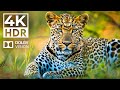 IMMERSIVE WONDERLAND Dolby Vision 4K HDR | with Cinematic Sound (Colorful Animal Life)