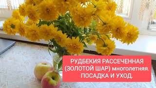 Рудбекия многолетняя рассеченная, посадка и уход. Рудбекия золотой шар.