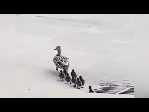 سقط فرخ البط في مجاري الصرف عادت الأم كي تنقذه فسقط جميع صغارها في النهاية تم انقاذهم جميعا