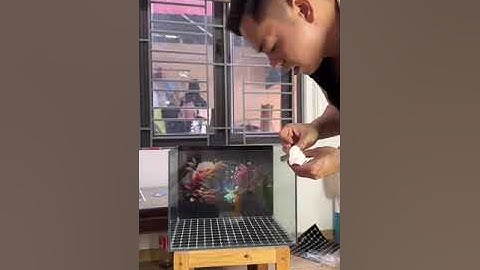 Dán tranh 3D bên trong bể cá cảnh công nghệ 2024 Trung3D