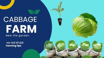 How to grow cabbage - Complete growing Guide