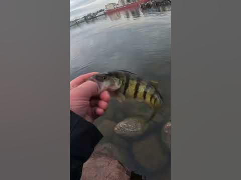 Рыбалка в Канаде. Ловим арбузиков 🐠#рыбалка #окунь #канада - YouTube