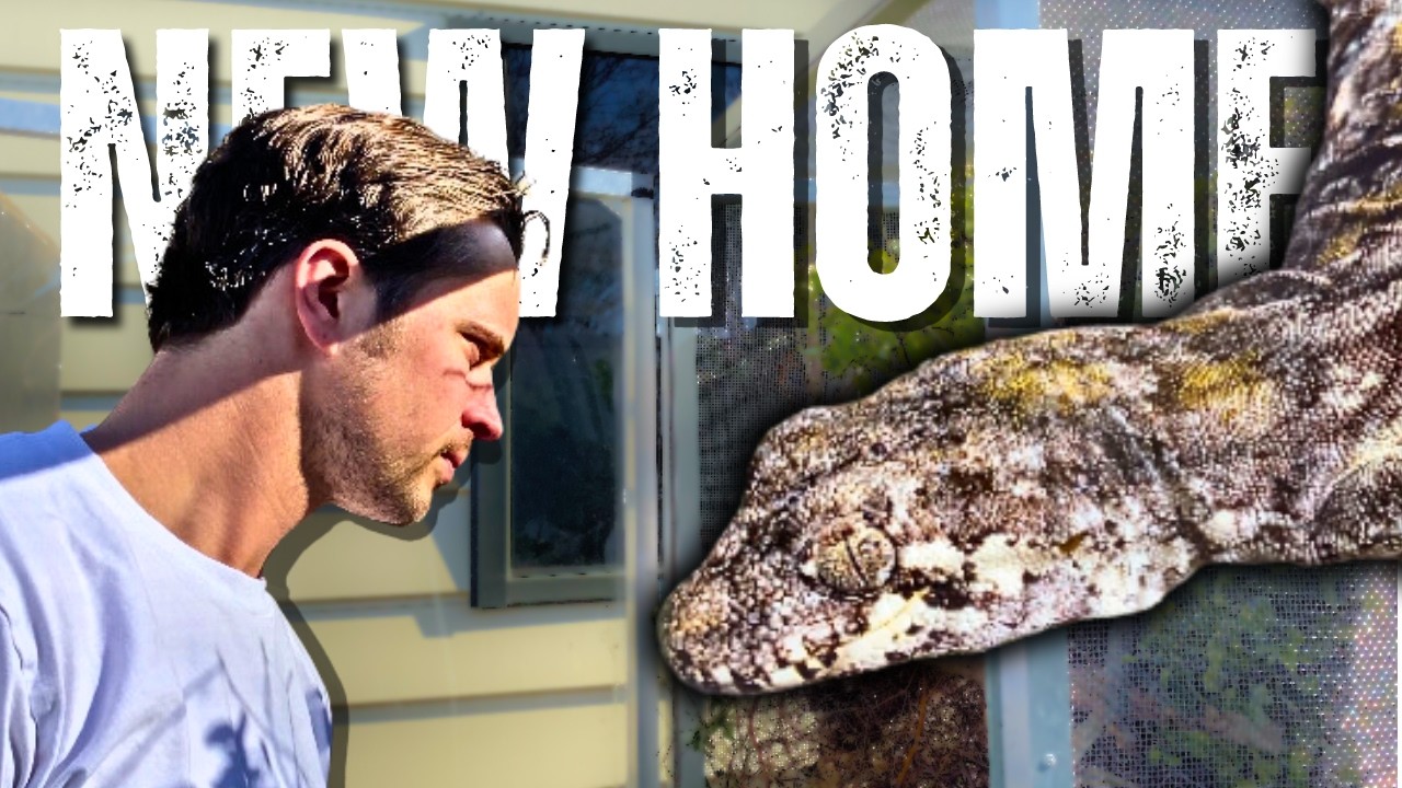 I Built an Outdoor Enclosure for New Zealand Forest Geckos.....