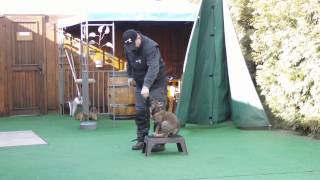 Gustl vom Trogenbach 10 Wochen Hinterhandtraining