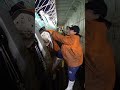 sotong gergasi , giant squid