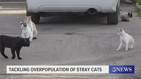 Kingsville catch and release program for large stray cat population