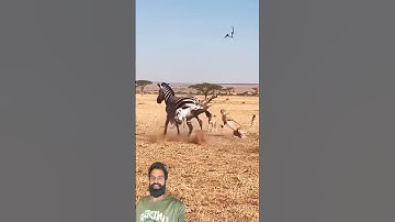 Wait For End #shorts #ytshorts #youtubeshorts #viralvideo #trending #youtube #viral #video