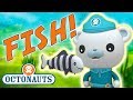 Octonauts - Learn about Fish | Cartoons for Kids | Underwater Sea Education