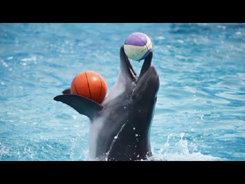 துபாய் டால்பின் நிகழ்ச்சி || Dubai Dolphin show part – 1 || Dubai dolphinarium