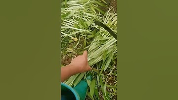 The process of cutting vegetables with a sharp sickle.#shorts #tools