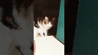 Cat Sksjsos Kwiwow Wkw