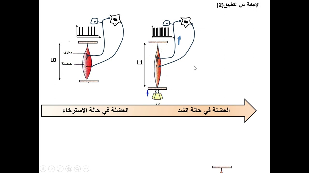 العرض العاشر من التنظيم العصبي حل التطبيق الثاني
