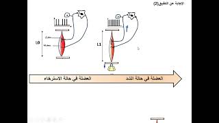 العرض العاشر من التنظيم العصبي حل التطبيق الثاني