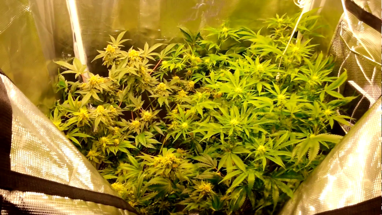 S1E19 Gorilla Lite Line Tent