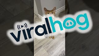 Celebrity George's Biggest Yawn || ViralHog Net Worth