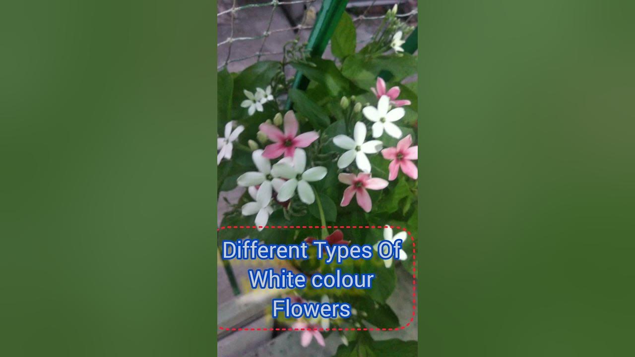 different-types-of-white-colour-flowers-shorts-shortsfeed