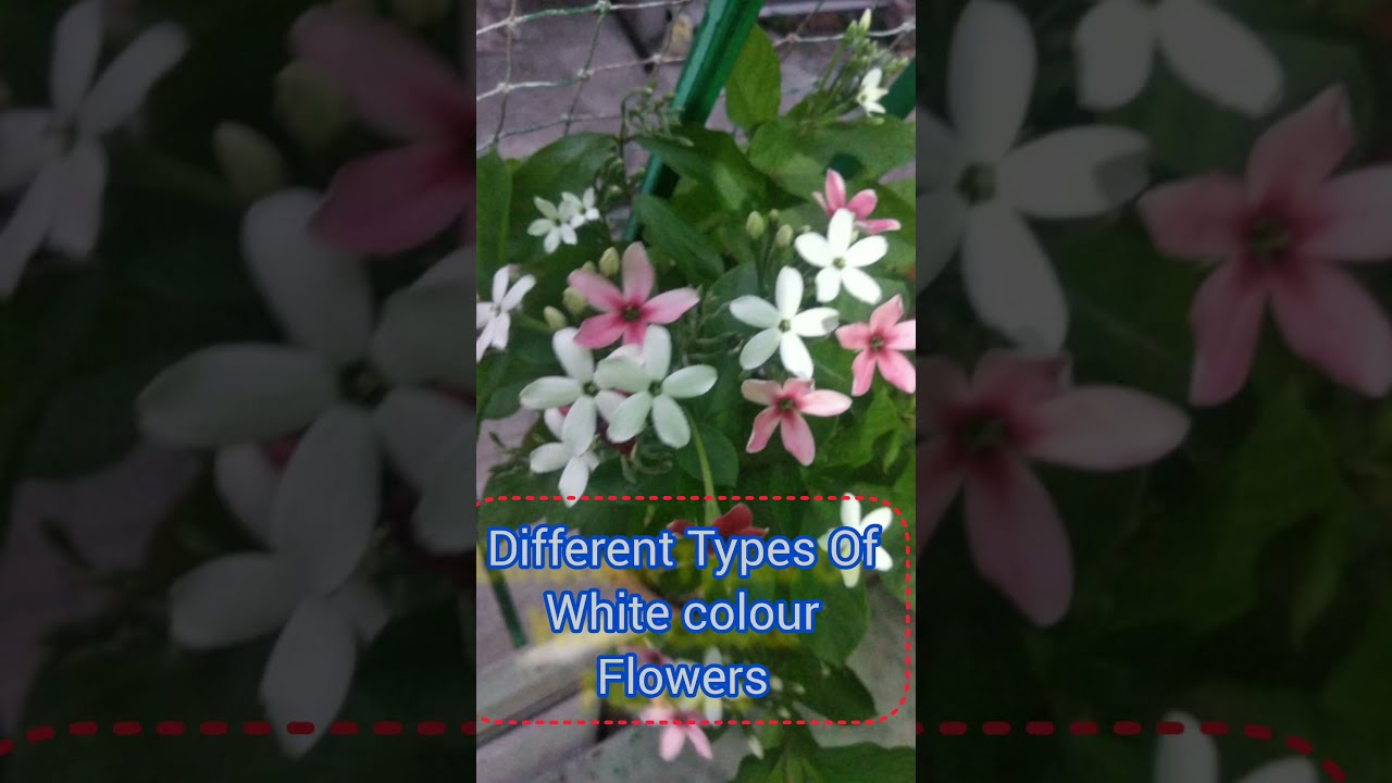 Different Types Of White Colour Flowers shorts shortsfeed Different Types Of White Colour Flowers shorts shortsfeed