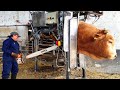 Amazing Modern Automatic Cow Farming Technology - Fastest Feeding, Cleaning and Milking Machines ▶3