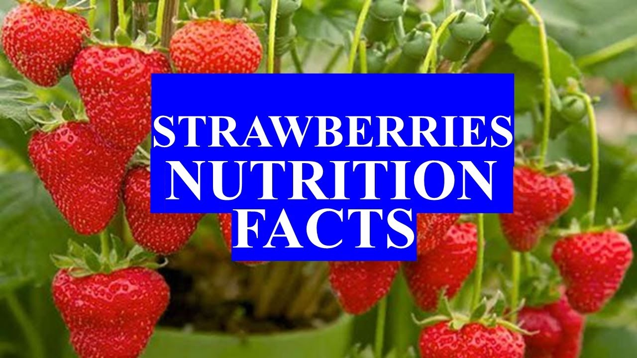 STRAWBERRIES FRUIT NUTRITION FACTS AND HEALTH BENEFITS YouTube