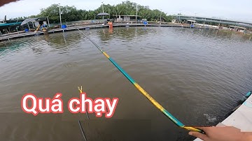 Fishing | Câu Đài | Quay Lại Hồ Nông Trang, Săn Rô Phi To | Nghiện Câu TV