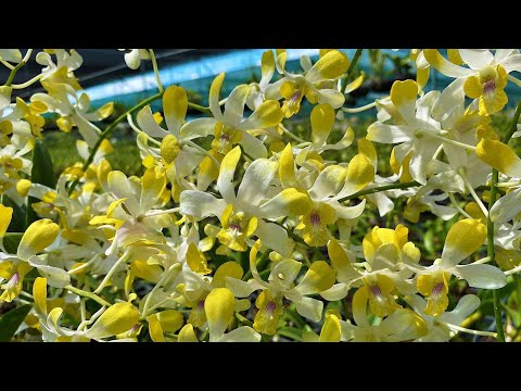 Video DENDRO NẮNG BANANA - CHUỐI THƠM BẤT CHẤP - youtube