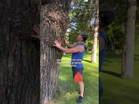 Как растёт карагач? #столизсмолы