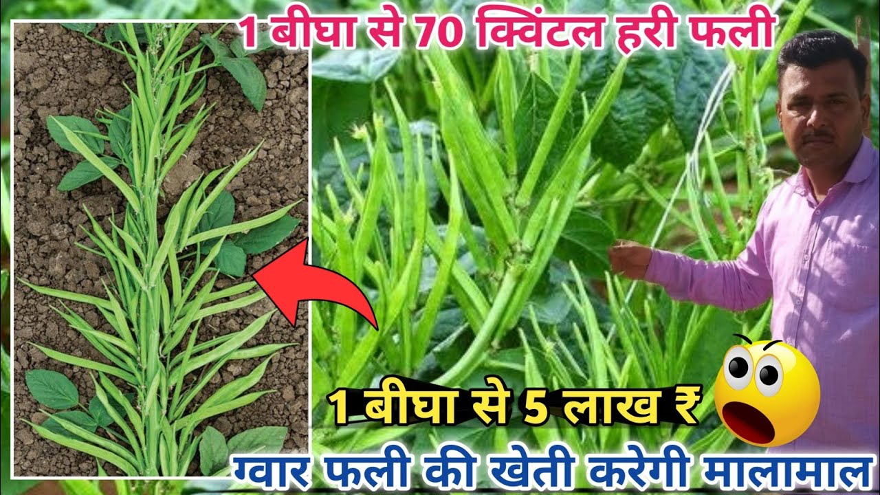 ग्वार फली की खेती करेगी मालामाल👍मात्र 65 दिन में 1 बीघा से लें 5 लाख की
