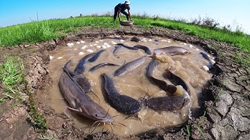 Wow Wow - A skills fisherman catch a lot of fish and pick eggs at rice field in pool at dry season