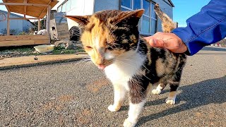 道の真ん中で寝ていた三毛猫をナデナデしたら懐いて擦り寄ってきた