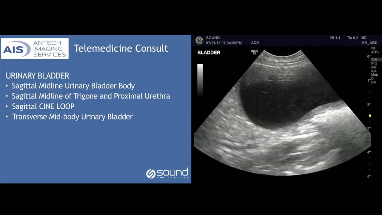Veterinary Telemedicine Consultation of the Bladder - YouTube