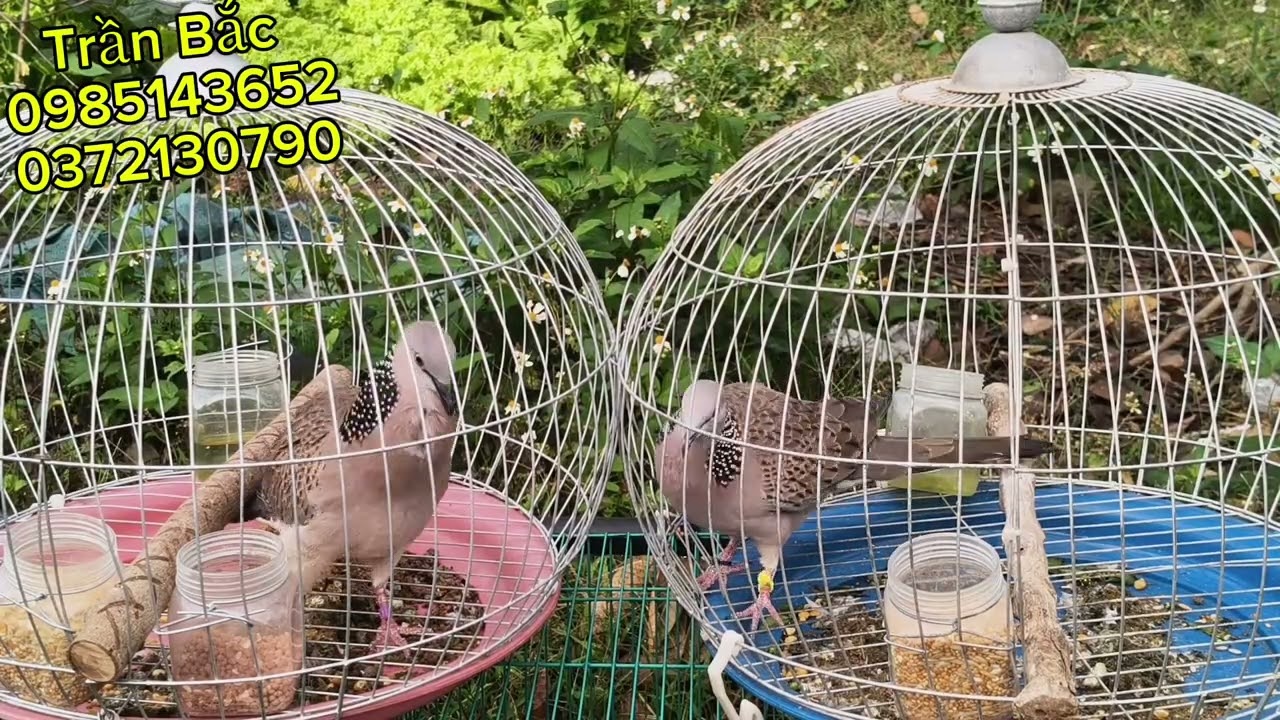 Cặp chim tơ âm khủng giá rẻ 🌾🌾🌾 