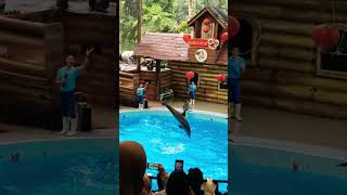 ATRAKSI LUMBA LUMBA 😍🐬 #show #dolphin #atraksi #zoo #wow #fun #cool #lumbalumba #tamansafari #keren