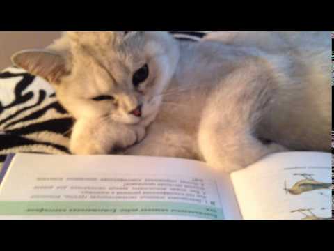 Кот ученый Cat reads the book