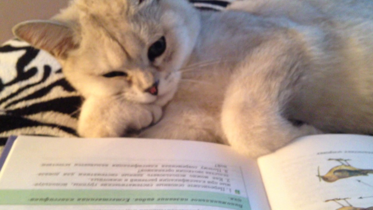 鳥の生態を勉強中 頬杖付きで貫録満天な白猫の読書タイム ねこナビ