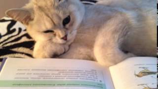 Кот ученый Cat reads the book Кот ученый Cat reads the book