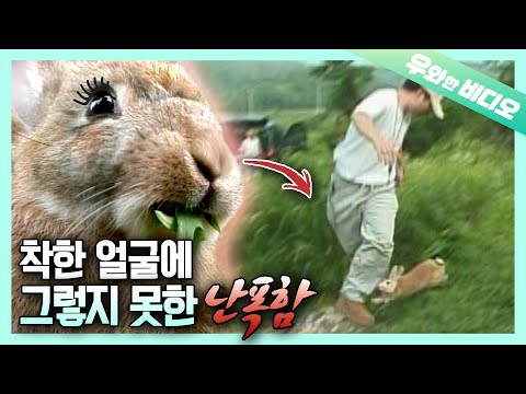 순진무구한 얼굴로 사람을 패고 다니는 양아치 토끼┃Gangsta <strong>Rabbit</strong> that Beats up Human with its Adorable <strong>Face</strong>
