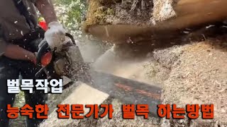 벌목작업 능숙한 전문가가 벌목하는 방법4 #큰나무 #벌목 #벌목현장 #벌목하는방법 #현장의재구성 #벌목방법 #벌목꾼 #벌목현장 #벌목톱 #벌목작업 #벌목공