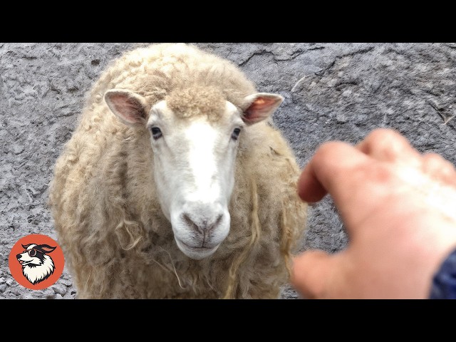 After 9 Years in Darkness, This Sheep Finally Tastes Freedom - YouTube