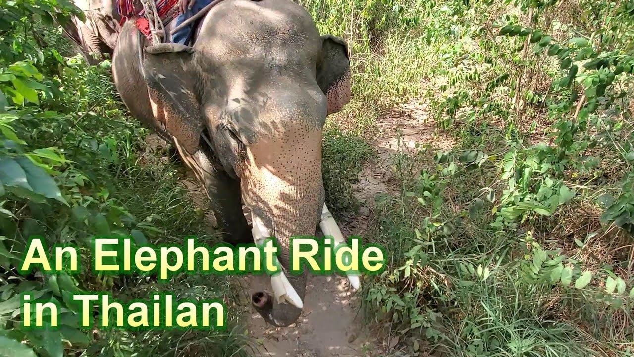Elephant Ride in Pattaya Thailand YouTube