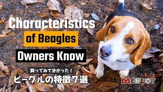 ビーグルを飼って分かったこと７選／Characteristics of Beagle Owners Know by Merlot The Beagle 2,298 views 3 months ago 5 minutes, 48 seconds