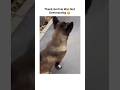 Thank God He Was Not Overreacting 🥲 #dogfunnyvideos #funny