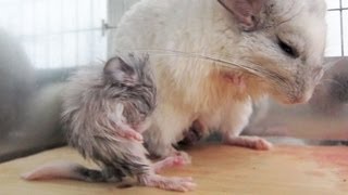 Crazy Newborn Chinchilla!