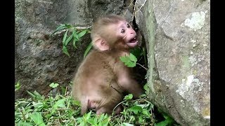 Baby monkey causing tantrums, because mom left