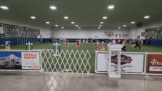 Phenix at agility class April 2022 by JVanCamp 24 views 2 years ago 1 minute, 12 seconds