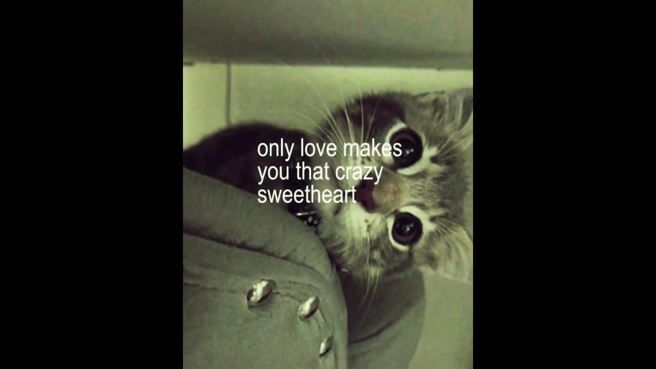 and that damn stupid.. | #myphotos #lyrics #sad #cat #makemefamous #foryou
