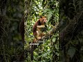 THE KANGAROO THAT LIVES IN TREES! #treekangaroo #wildlife #discovery