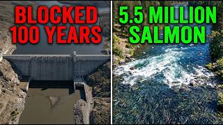 Finland Had One River Left With Wild Salmon  They Demolished 3 Dams And The Results Were Insane